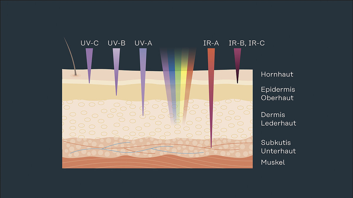 Tiefenwirkung von UV- und IR-Strahlung auf die Haut.