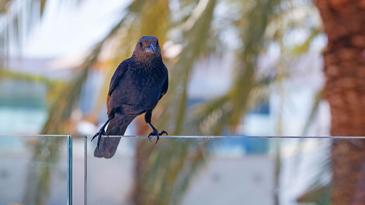 Klarglas – ein oft unsichtbares Hindernis: Vögel erkennen transparente Glasgeländer oft zu spät. Sichtbare Markierungen helfen, Vogelschlag wirksam zu reduzieren.